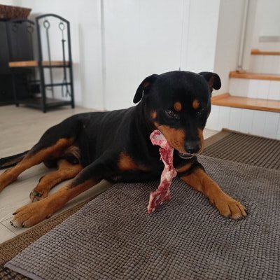 Shadow - The Itchy One